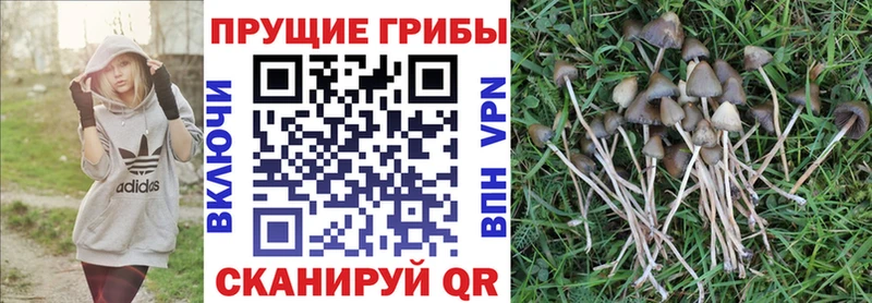 кракен ONION Агрыз Галлюциногенные грибы Psilocybe